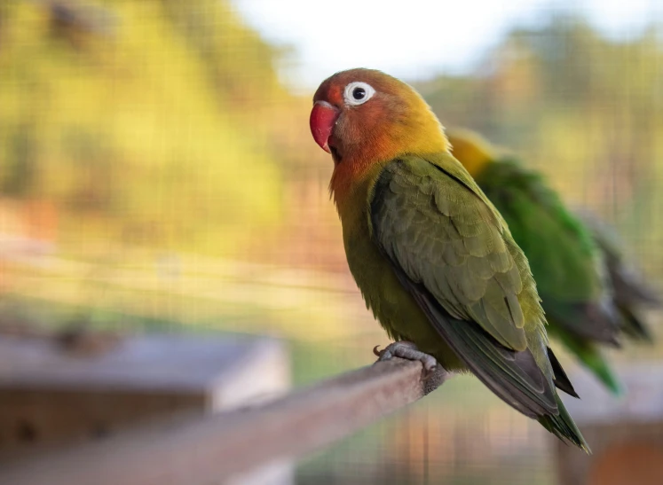 two small birds sitting next to each other