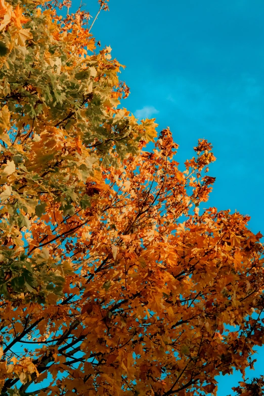 tree tops with leaves blowing in the wind