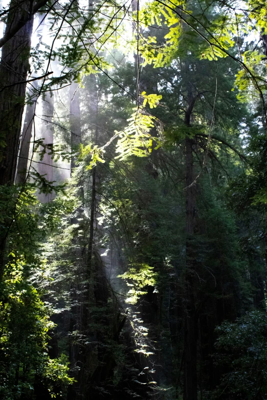 sun shines through the trees in a forest