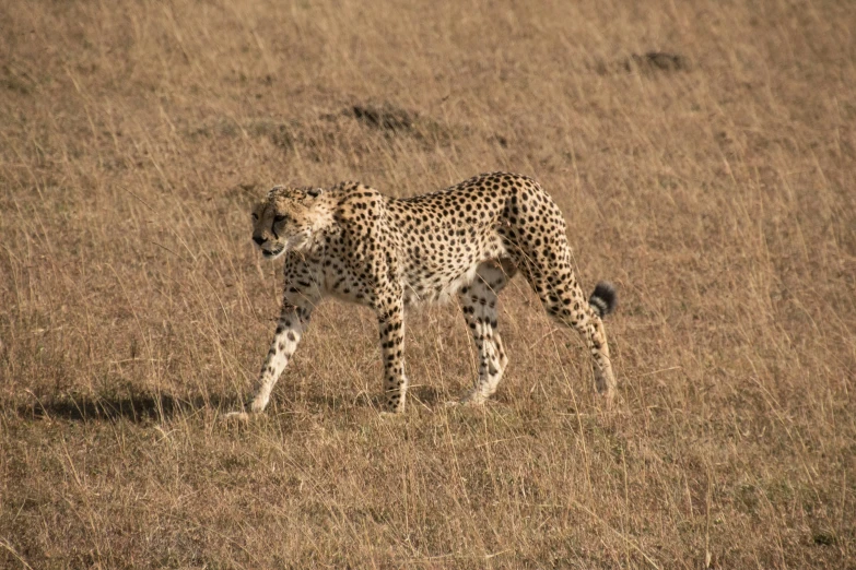 a cheetah walking across a dry grass covered field