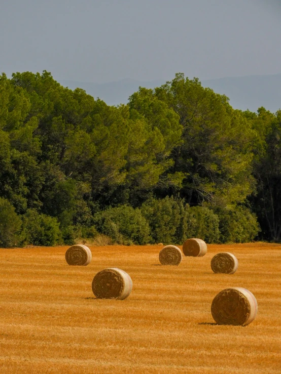 a dry field with bales on it and lots of green trees in the background