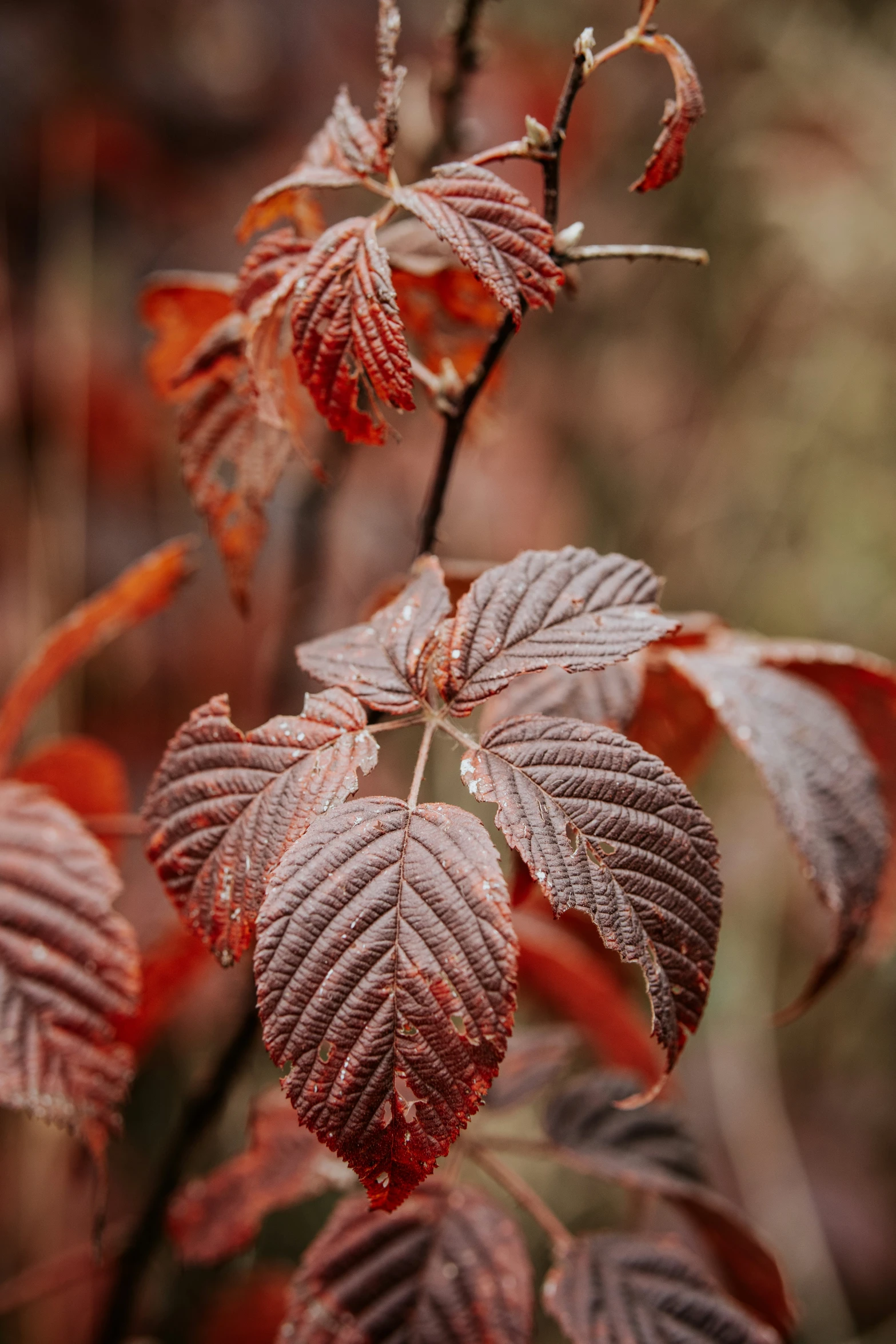 leaves are brown and red in color