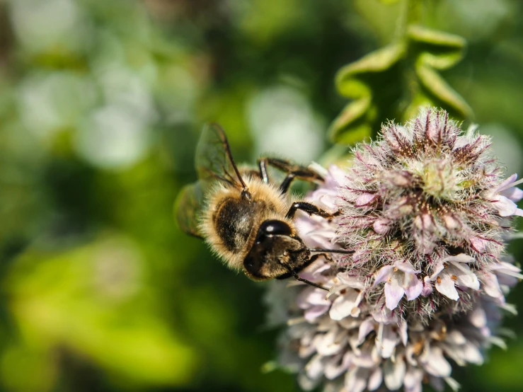 a bee on a flower surrounded by green leaves