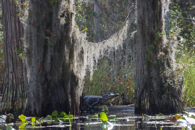 a swampy swamp with water and green plants