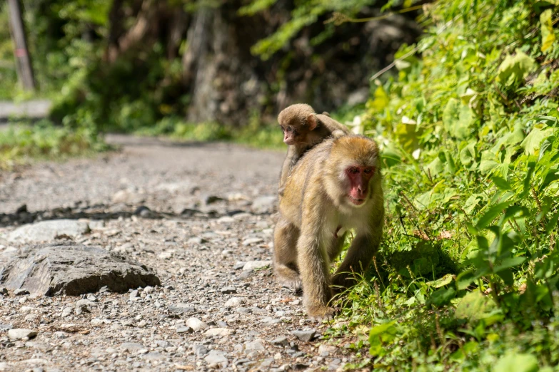 two monkey monkeys running down a dirt path