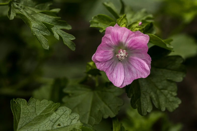 a pink flower is surrounded by greenery