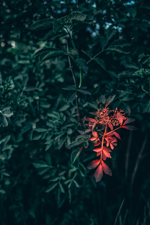 the flower is blooming in front of some trees