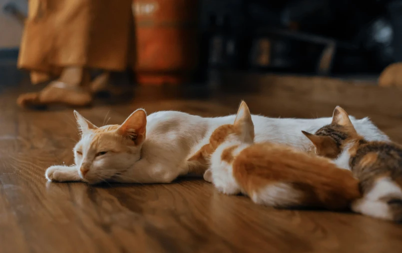 two cats laying on the floor sleeping side by side