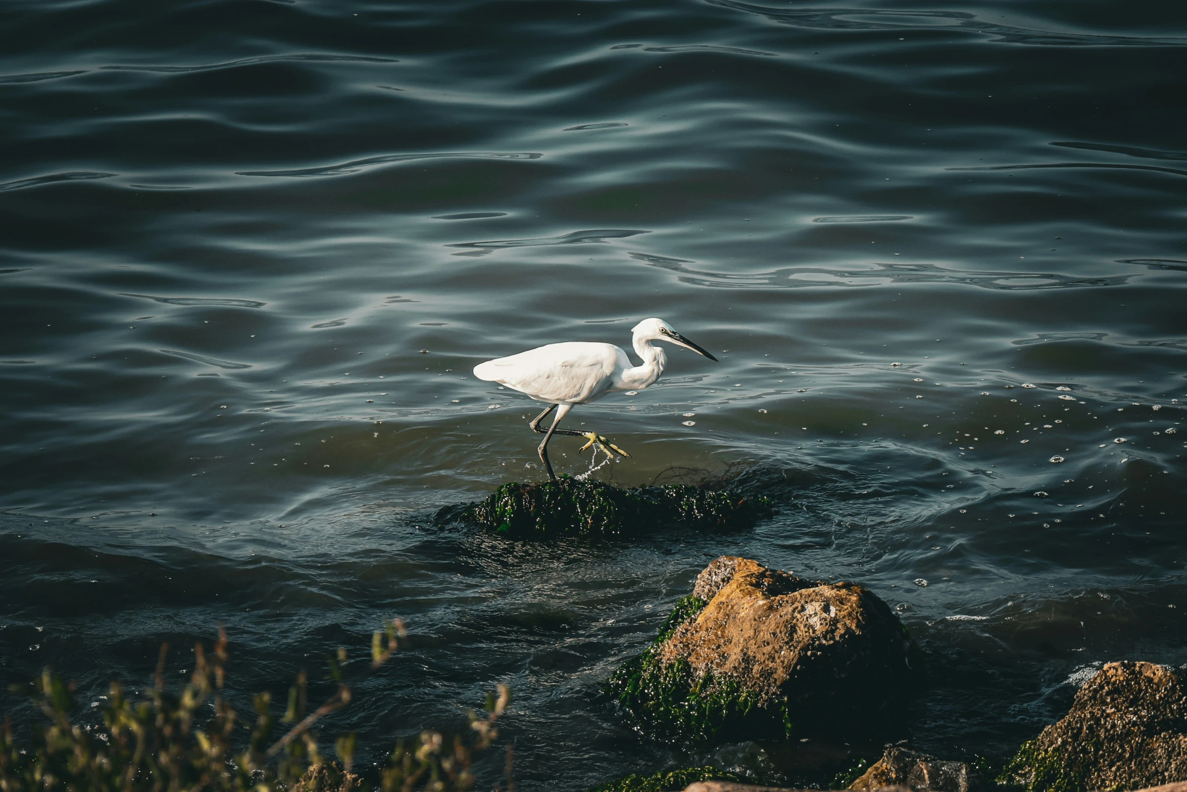 there is a white bird standing in the water