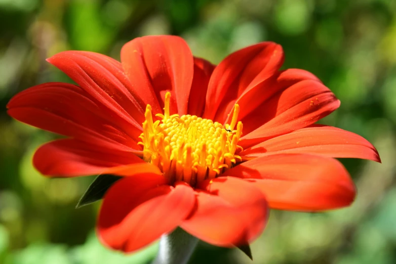 a red flower sitting in the middle of green grass