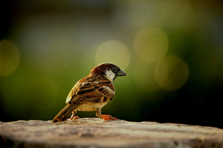 there is a brown and white bird sitting on a nch