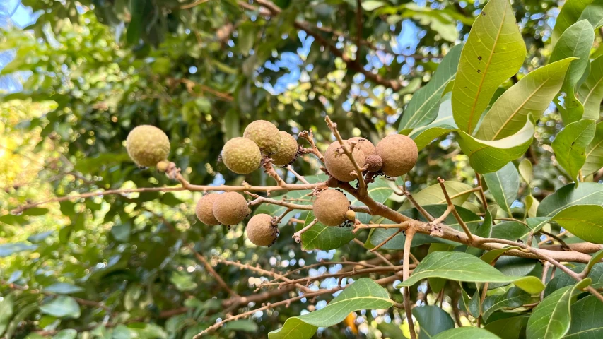 nuts are growing on the tree nch