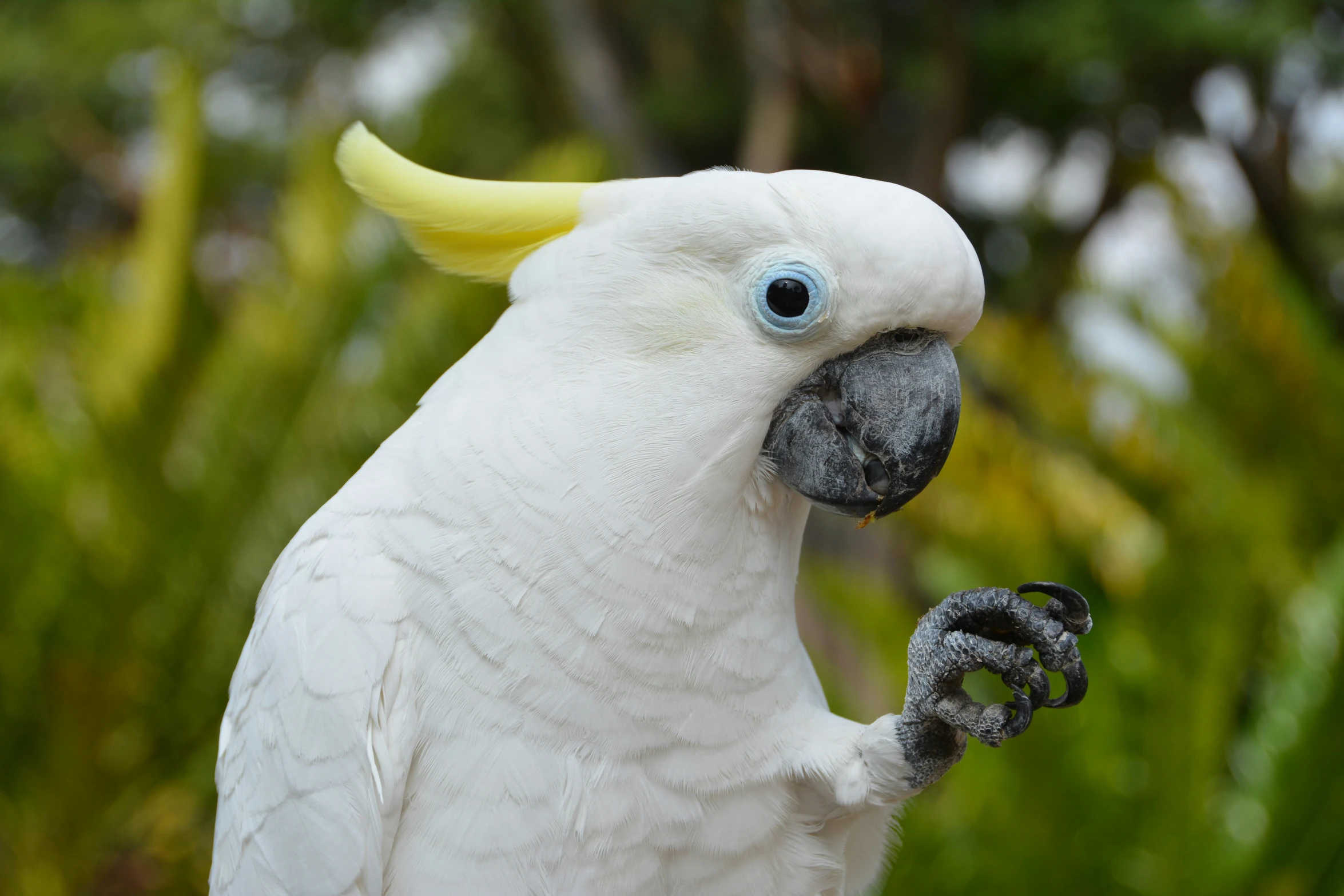 a white bird with yellow feathers is shown