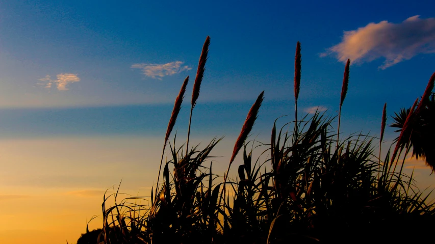 the sky above the tall grass is very blue