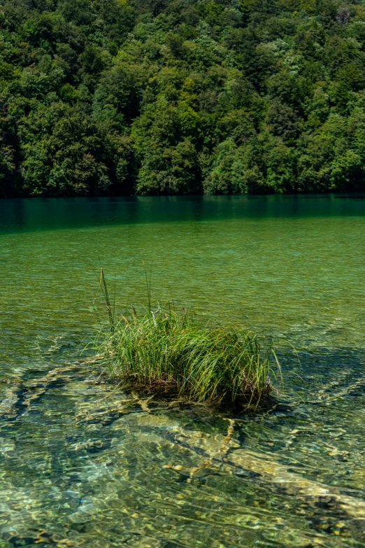 a beautiful green river and some water plants