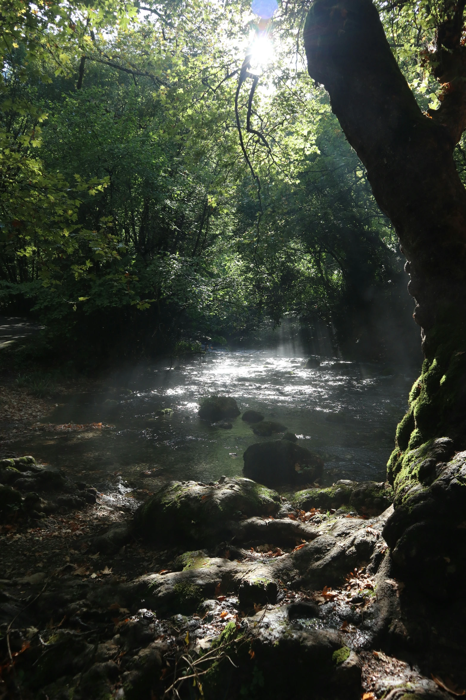 a stream in the forest surrounded by trees