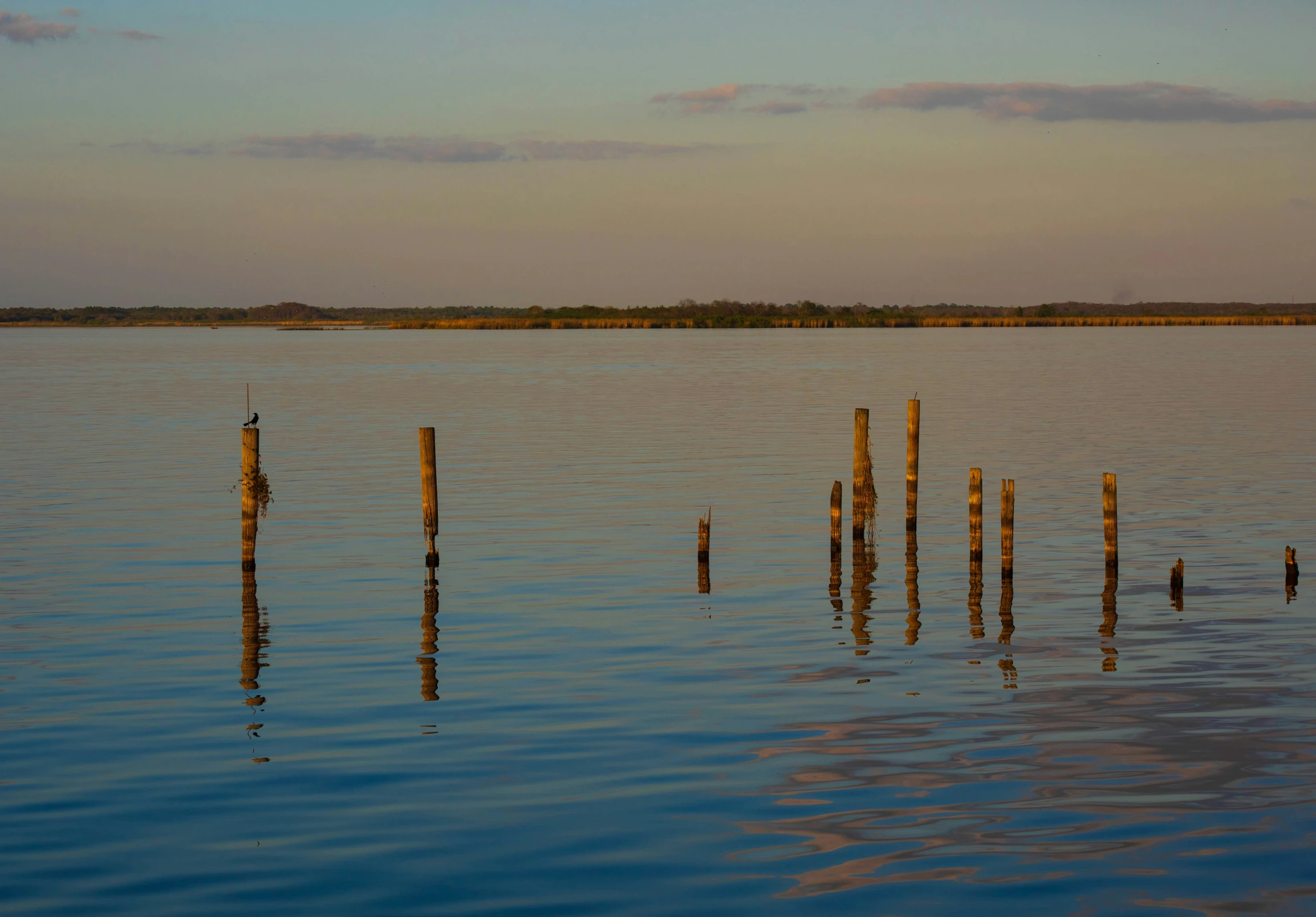 a bunch of old wood posts in the middle of a lake