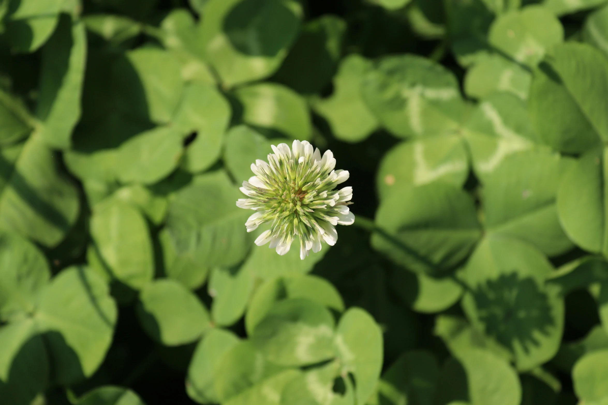 a white flower sitting on top of a green grass covered field