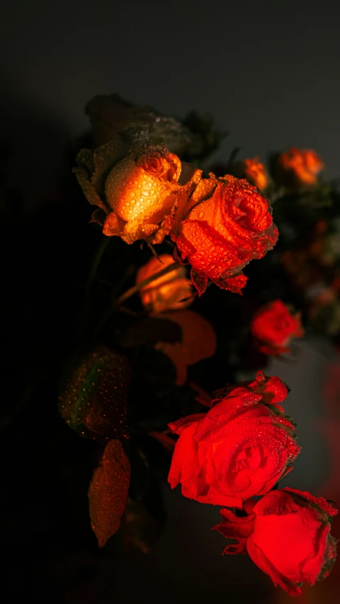 red roses that are glowing from behind in the dark