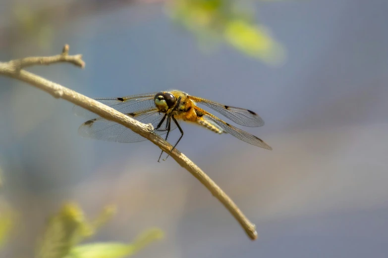 a close up of a yellow insect on a nch