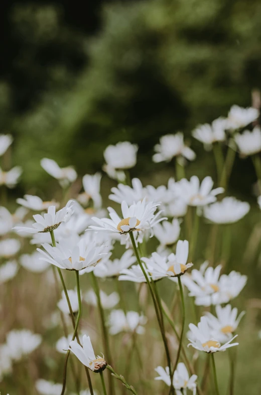 the daisies are blooming in the field