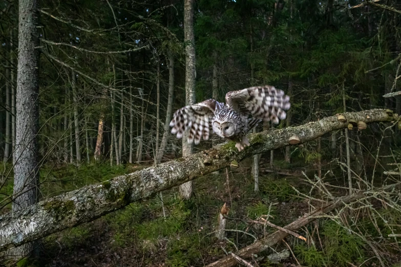 a owl is jumping from a fallen tree limb