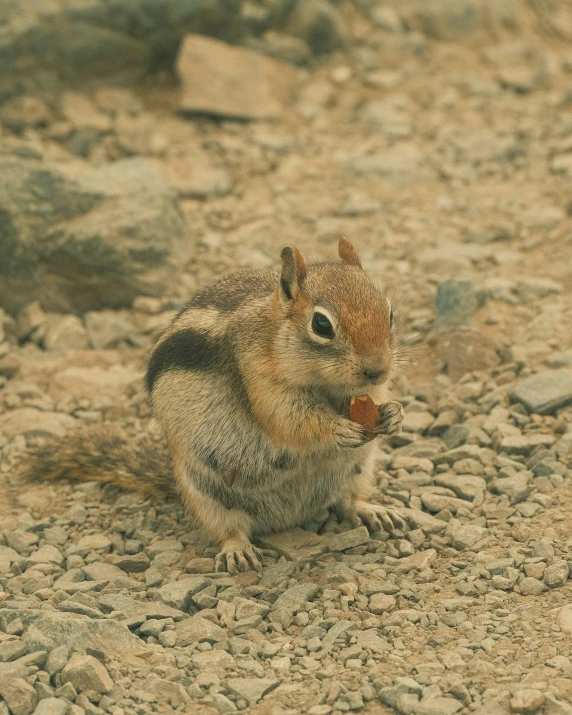 a squirrel eating peanuts on rocks next to a rock wall