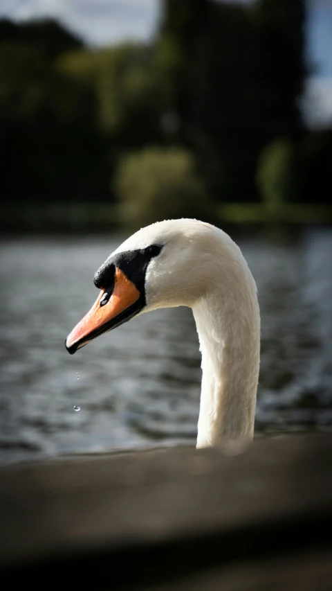 a goose with an orange beak stands by the water