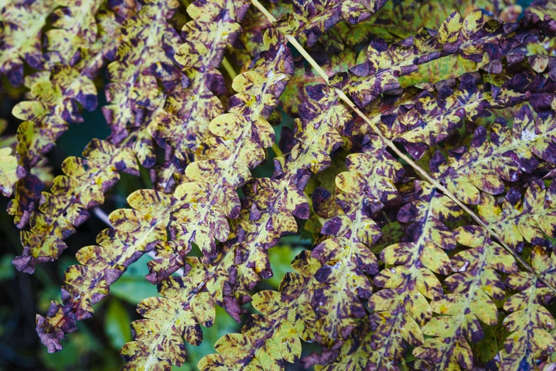 an up close picture of brown leaves