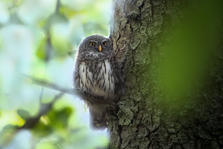 an owl that is perched on the bark of a tree