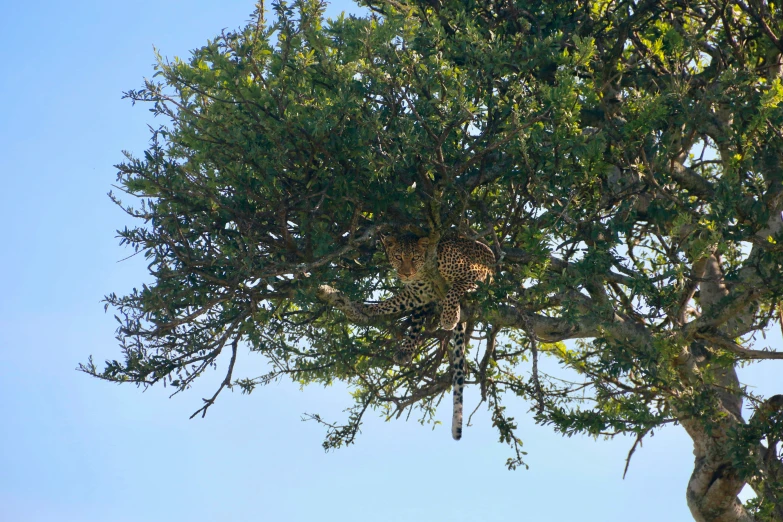 a leopard hiding in the nches of a tree