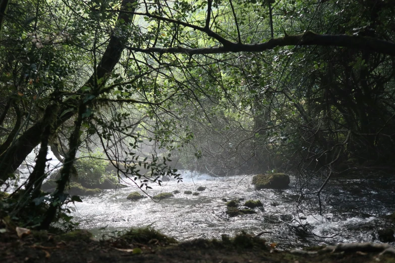 a flowing creek in a forest with lush greenery