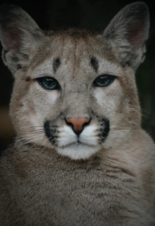 a close up of a mountain lion looking away