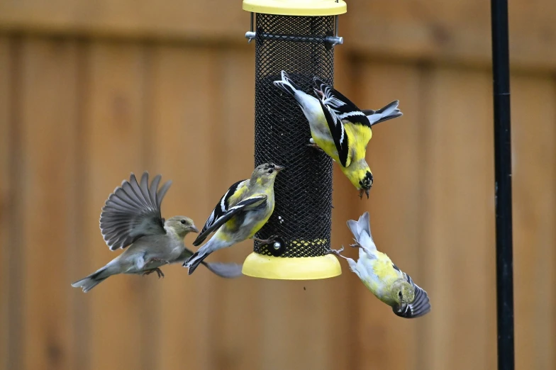 a flock of birds in flight near a feeder