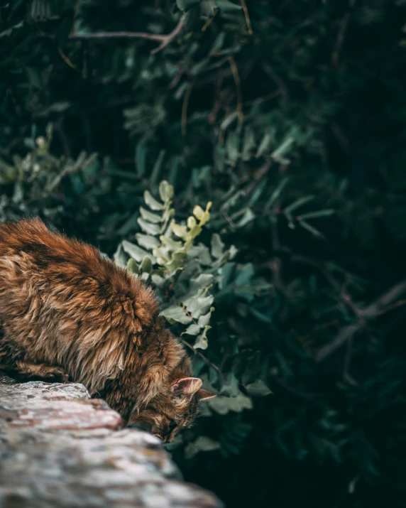 a cat curled up on top of a rock