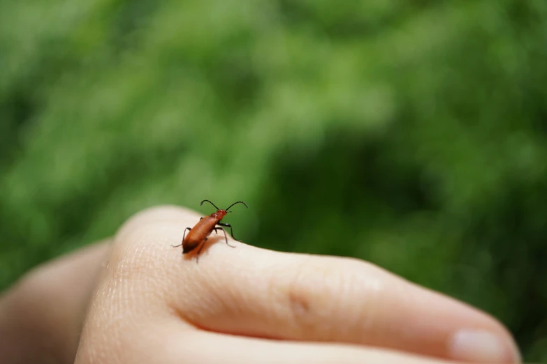 a close - up of a small insect on someone's thumb