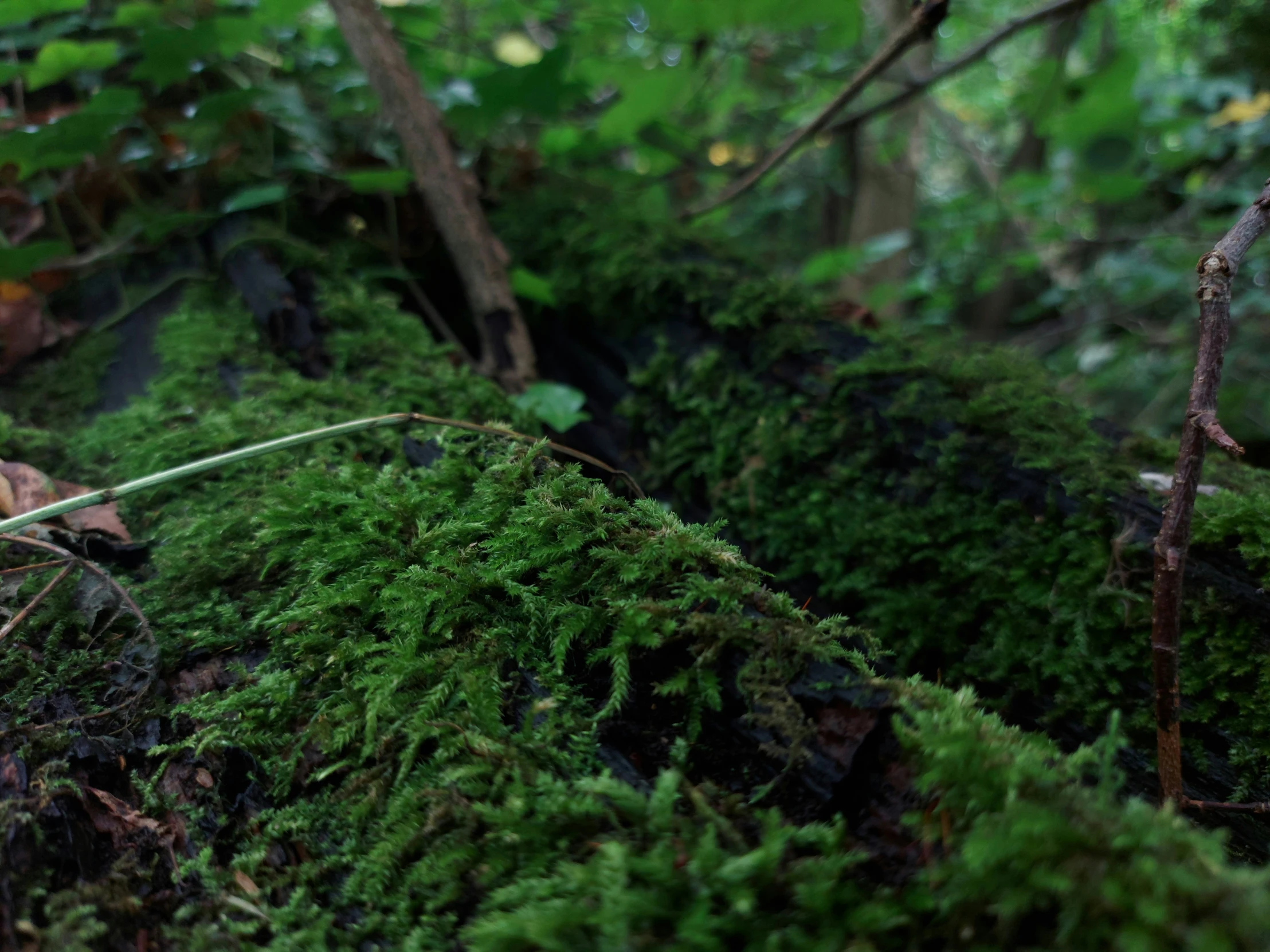 a moss covered hill near many trees