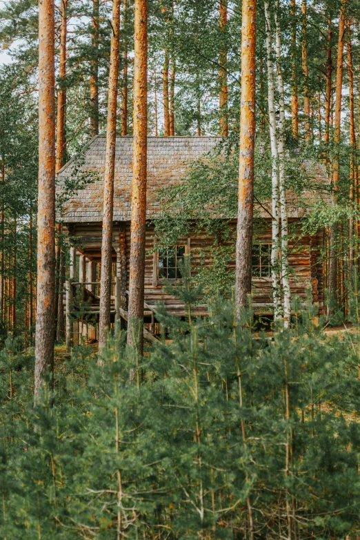 a cabin nestled in the woods surrounded by trees