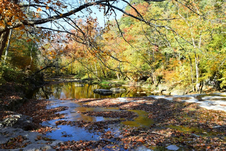 an image of a fall day in the woods