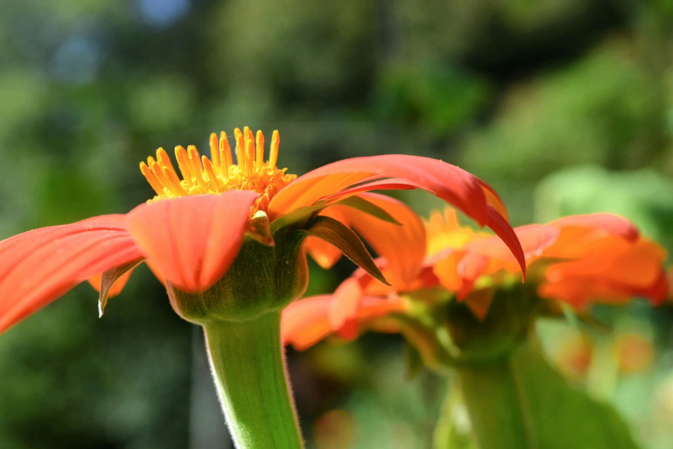 two bright orange flowers standing next to each other