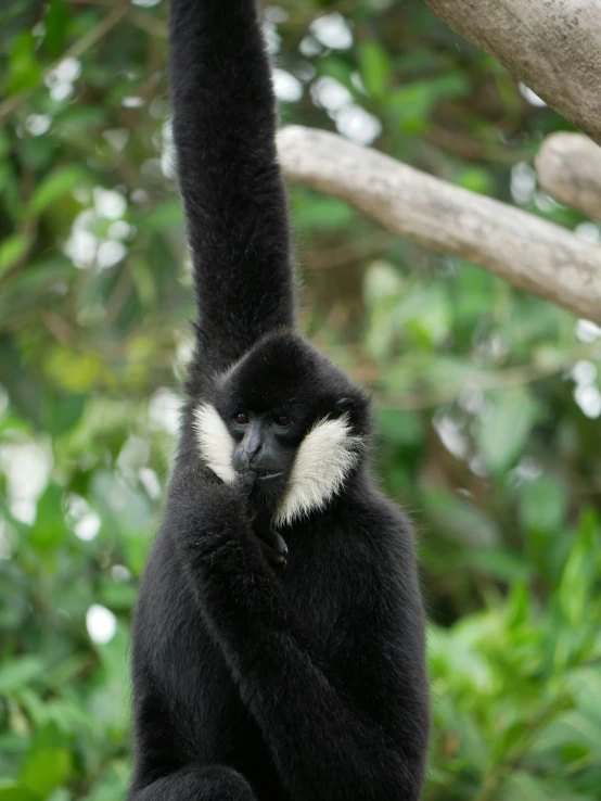 a white - handed monkey holding on to a nch in a forest