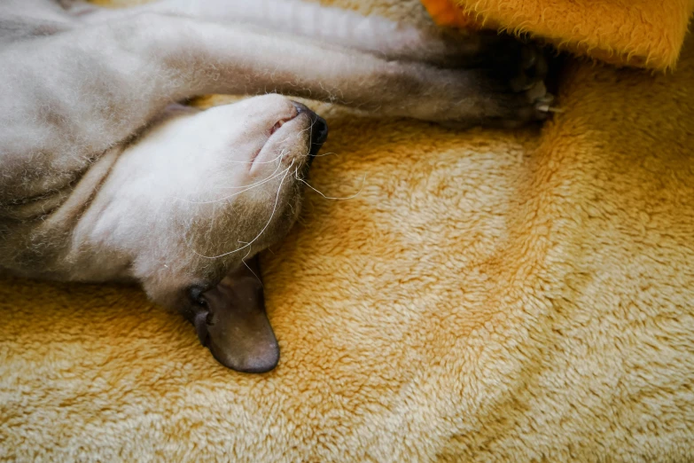 a gray cat is lying down with its head on top of another cat