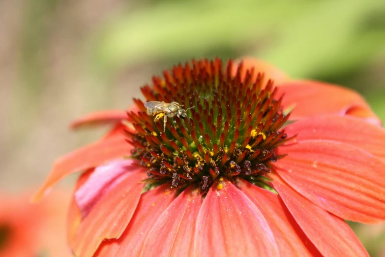a honey bee on an orange flower in the garden