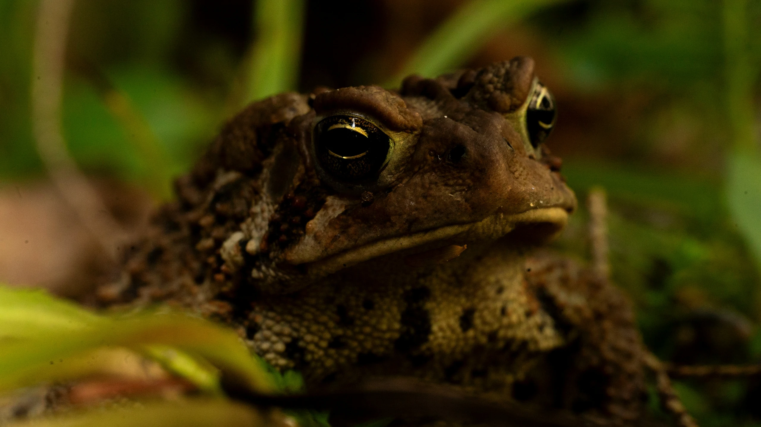 a small toad with black spots sitting on the ground