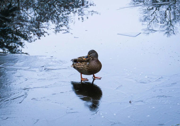 a duck standing in the water on a wet surface