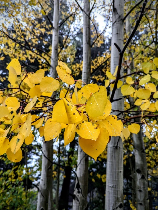 some colorful yellow leaves a grove of trees