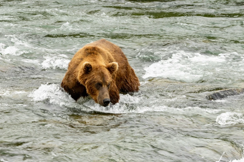 a brown bear crossing a stream with waves