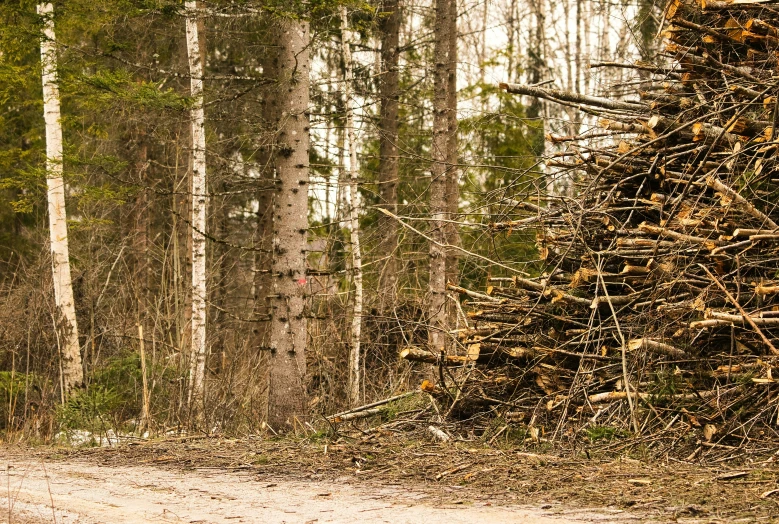 a young man riding a bike in the middle of a forest