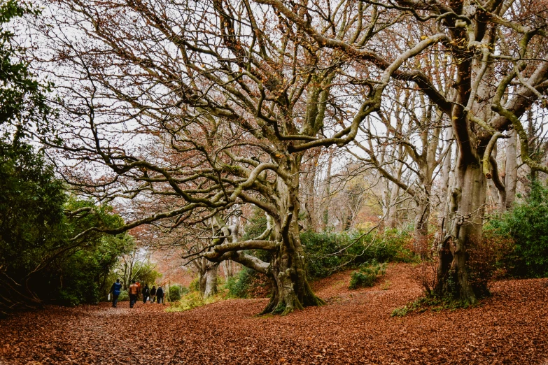 the brown ground next to a couple of trees