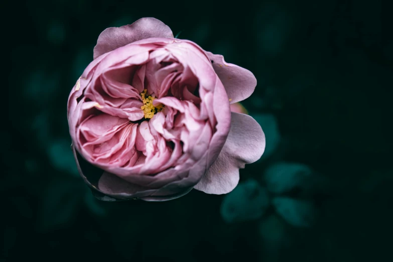 a single pink flower with leaves surrounding it